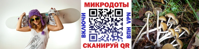 дарнет шоп  Домодедово  Галлюциногенные грибы прущие грибы 